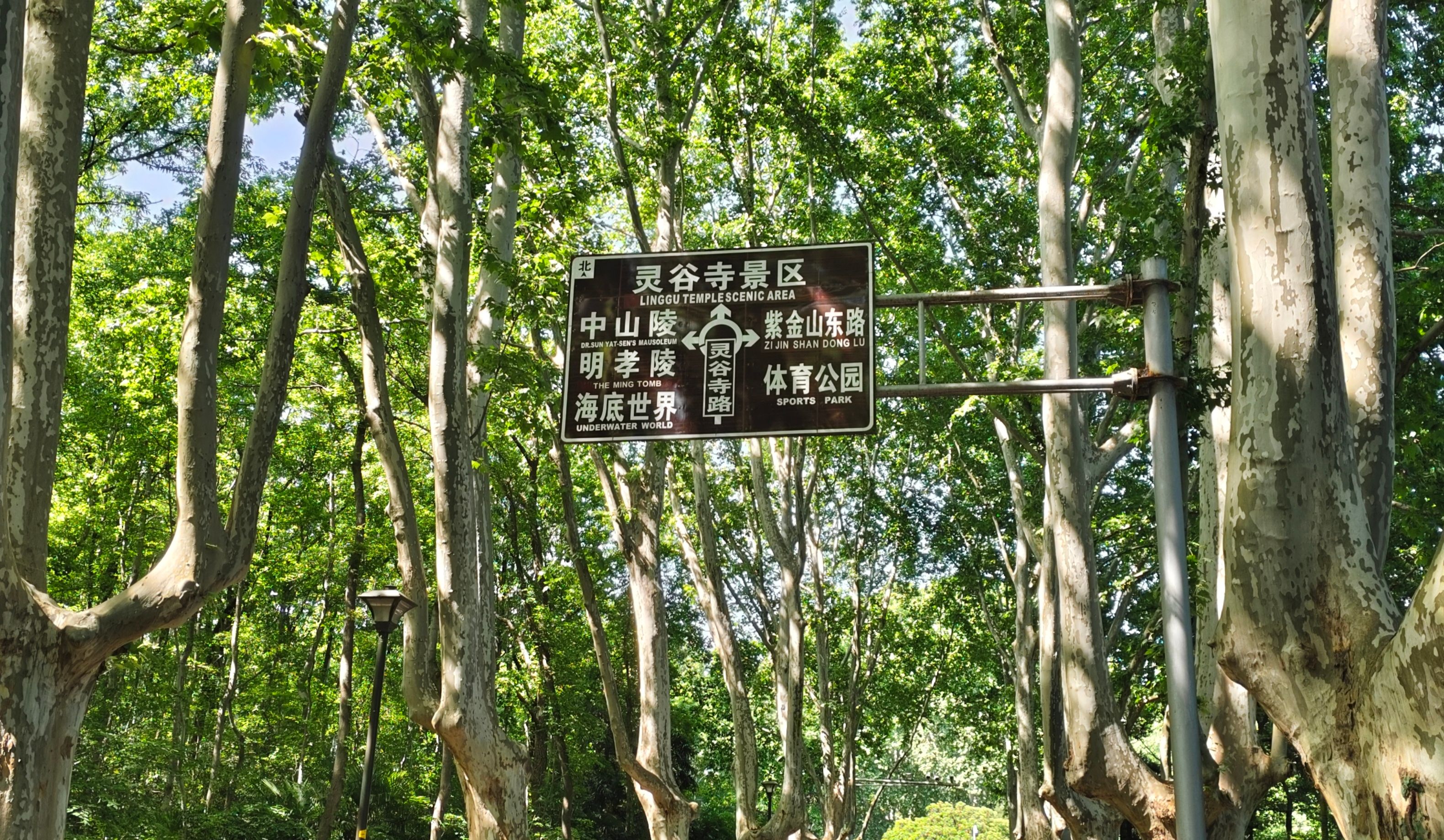 梧桐大道